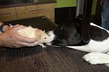 CHIEN ET RAT 026